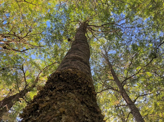 Madera de Lenga Nativa 🌳